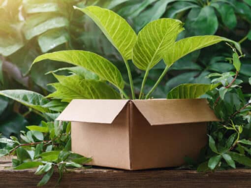 Green plant in a box