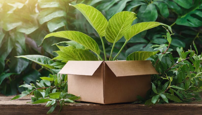 Plante verte dans un carton